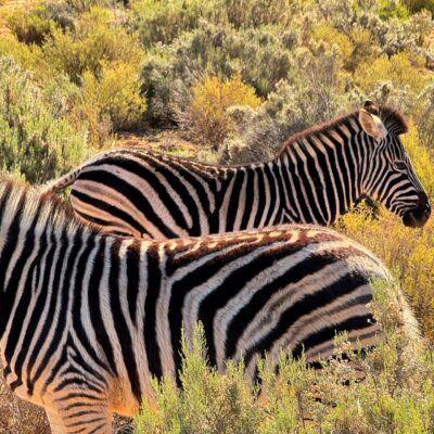 My first safari - a photo journey through South Africa's wilderness
